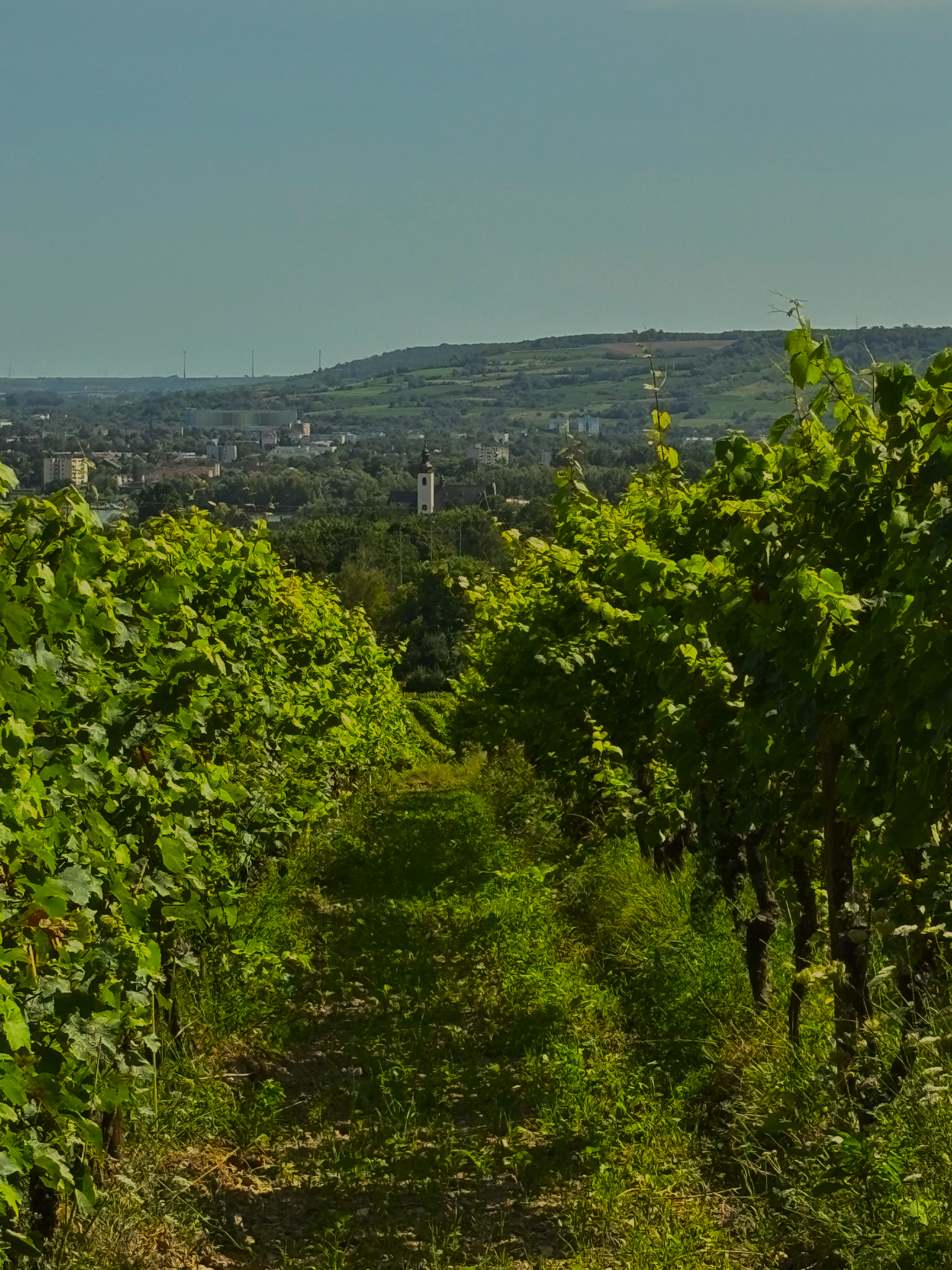 Vineyard 
