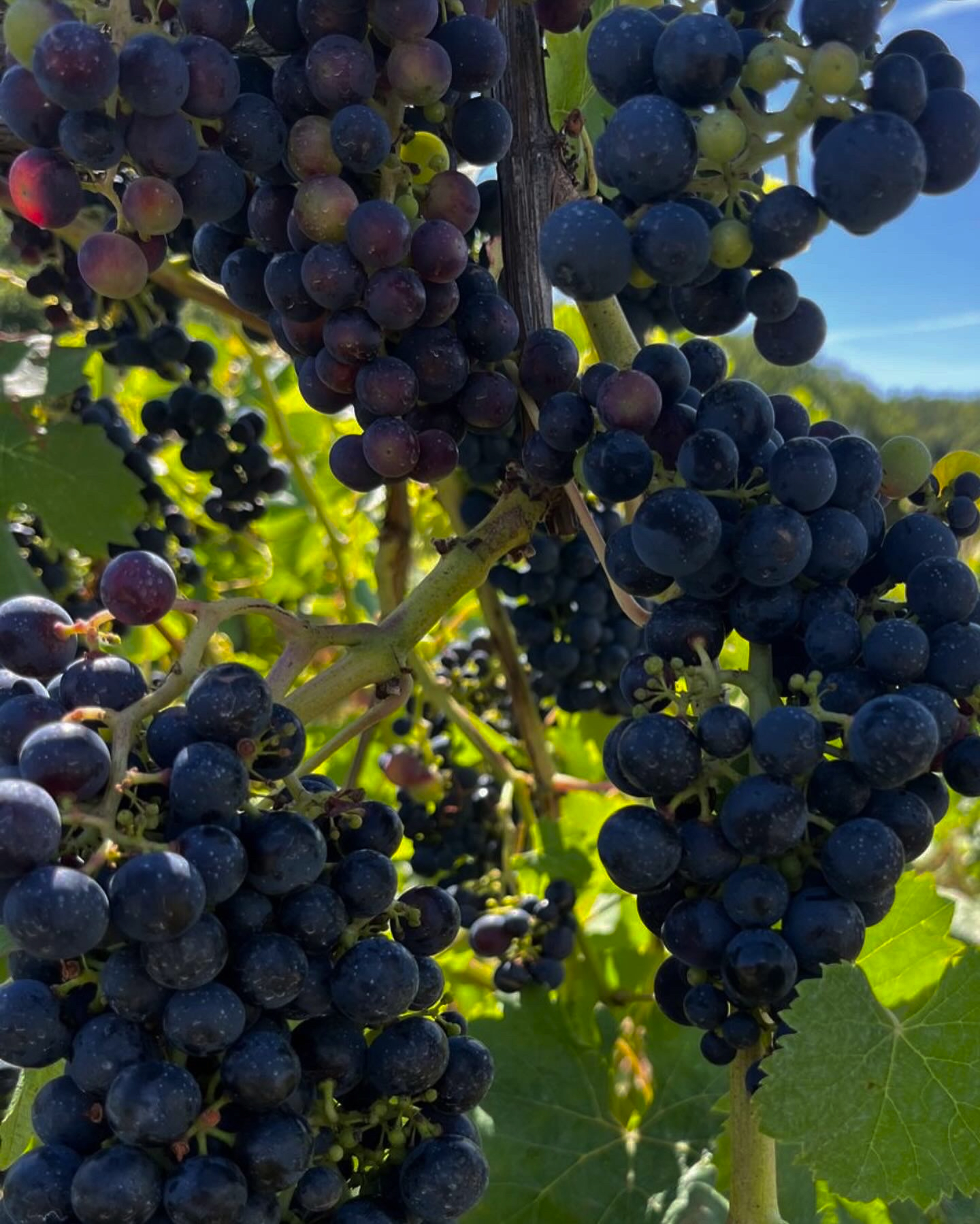 Grapes