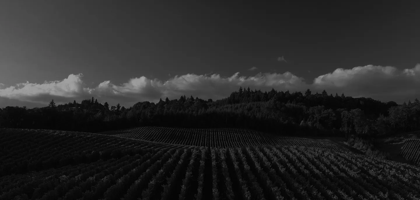 Vineyard feeld