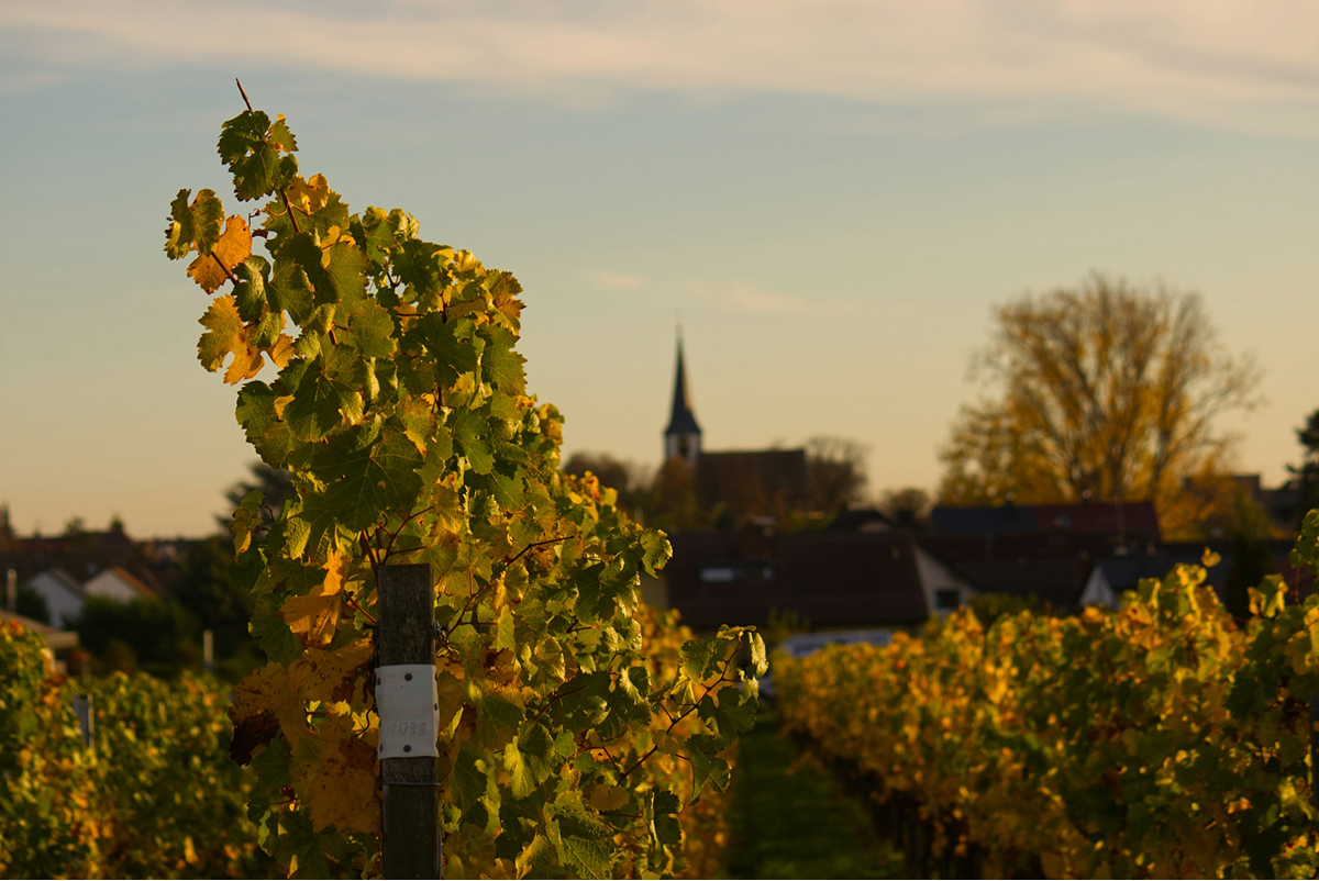 Wine Tasting